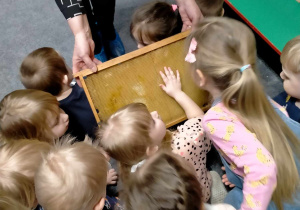 Dzieci oglądają, dotykają i wąchają "kratki" z plastrami miodu.