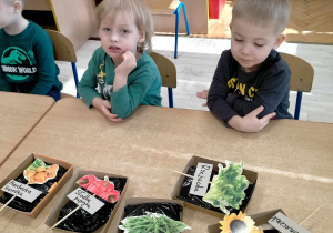 Chłopcy oglądają zestawy do do wysiewu roślin i warzyw.