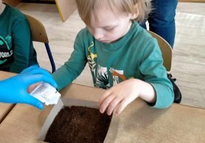 Chłopiec wsypuje nasionka do pudełka z ziemią ogrodniczą.