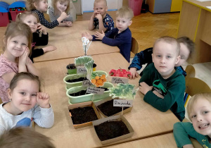 Dzieci oglądają posiane nasionka i zasadzone roślinki.